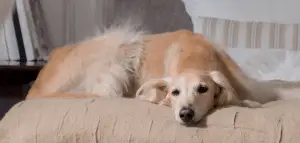 relaxed dog